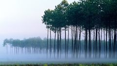 Landscapes forests