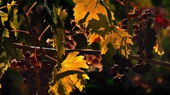 Landscapes grapes fruits grapefruits