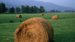Landscapes grass fields hay