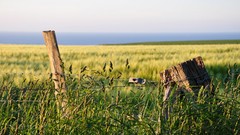 Landscapes grass France barbed wire fences Normandie