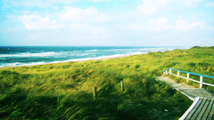 Landscapes grass Sea