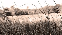 Landscapes grass sepia countryside fields minimalistic Grassland