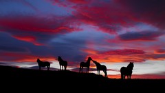 Landscapes Horses Icelandic