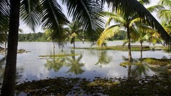 Landscapes India palm trees Beaches Kerala