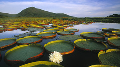 Landscapes lakes lily pads