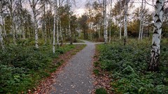 Landscapes leaves nature autumn birch roads