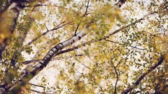 Landscapes leaves nature autumn branches birch below