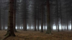 Landscapes leaves nature Trees dark lonely forests dawning