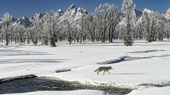 Landscapes leaves nature Trees snow Animals water Mountains 