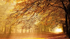 Landscapes leaves Rays nature Trees yellow red autumn golden 