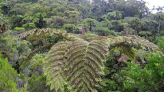 Landscapes leaves Trees jungle Alexander Pohl La reunion