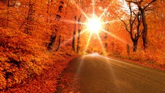 Landscapes leaves Trees sun autumn orange roads Orange Leaf