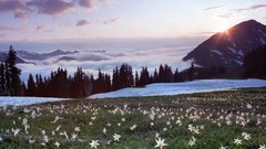 Landscapes Lilies avalanche Washington national park