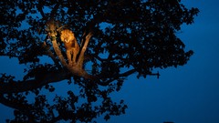Landscapes Lions national geographic Uganda
