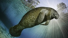Landscapes manatee