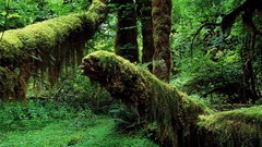 Landscapes moss Washington Rainforest tree trunk