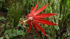 Landscapes national park costa rica passion flowers