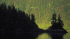 Landscapes nature Alaska sound forests Prince William