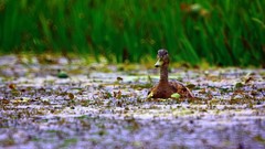 Landscapes nature Animals Birds Ducks duckface