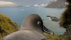 Landscapes nature Animals Birds Islands albatross national 
