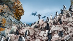 Landscapes nature Animals Birds Penguins rocks Antarctica 