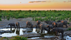 Landscapes nature Animals elephants