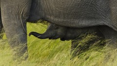 Landscapes nature Animals elephants national park african baby 