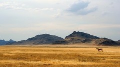 Landscapes nature Animals hills Horses running wild animals