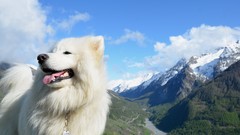 Landscapes nature Animals Mountains clouds Dogs samoyed