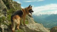 Landscapes nature Animals Mountains Dogs German shepherd pets 