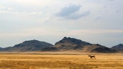 Landscapes nature Animals Mountains Horses running wild animals 