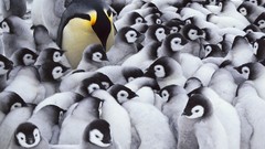 Landscapes nature Antarctica emperor penguins