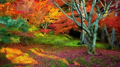 Landscapes nature autumn Earth viewscape