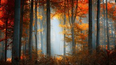 Landscapes nature autumn forests morning view