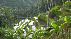 Landscapes nature Bali Indonesia rice