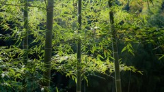 Landscapes nature bamboo Wood stalks
