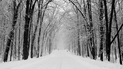 Landscapes nature Beaches snowy road