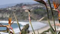 Landscapes nature Birds Plants California national geographic 