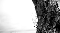 Landscapes nature black and white trunk bark