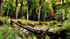 Landscapes nature Bridges wooden bridge
