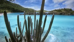 Landscapes nature cactus national park virgin islands