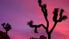 Landscapes nature California national park joshua tree national 