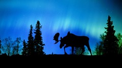 Landscapes nature Canada moose aurora borealis