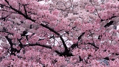 Landscapes nature cherry blossoms