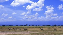Landscapes nature clouds Africa zebras skies Mount Kilimanjaro