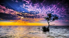 Landscapes nature clouds lonely streams lone tree