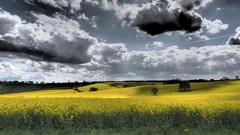 Landscapes nature clouds yellow flowers skyscapes yellow field