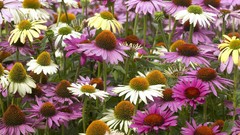 Landscapes nature coneflowers