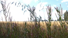 Landscapes nature crops