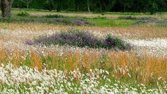Landscapes nature crops